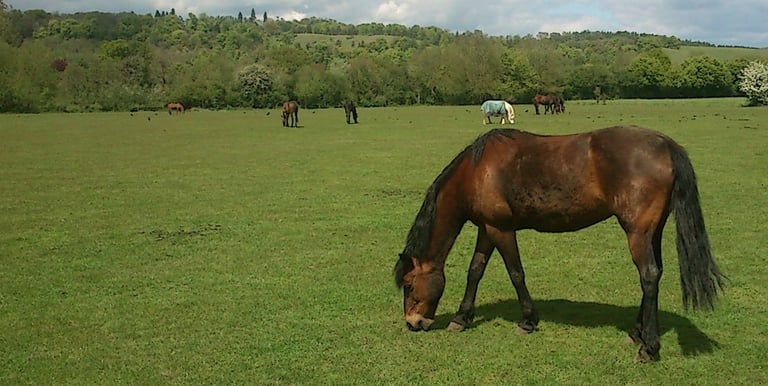 Horses grazing in lush green pastures at Meadow Farm Pangbourne