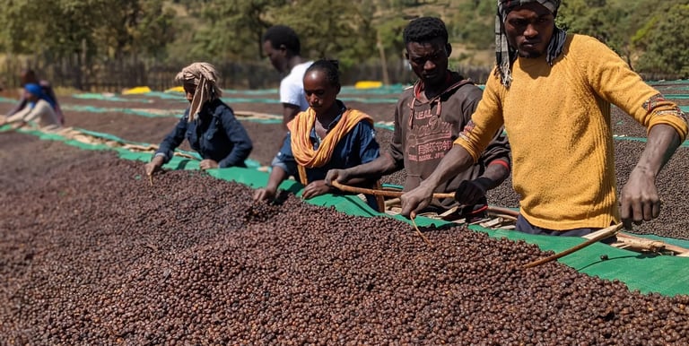Cofee hand picking