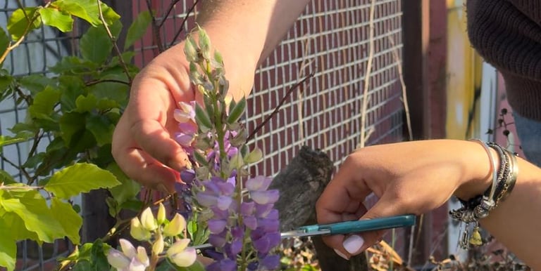 creative garden 2025
