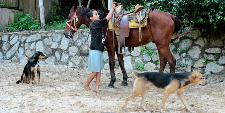 a boy saddles up a horse to go to work in Puerto Vallarta