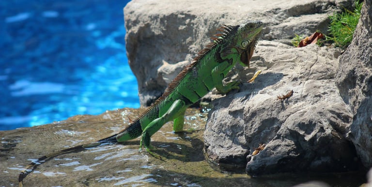 an iguana pulls itself from the sea in Puerto Vallarta