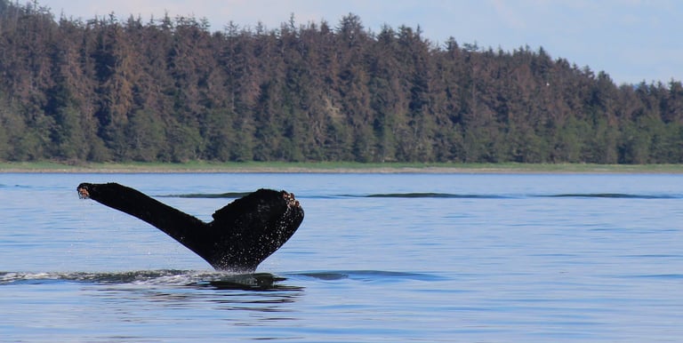 a whale tail fin in alaska