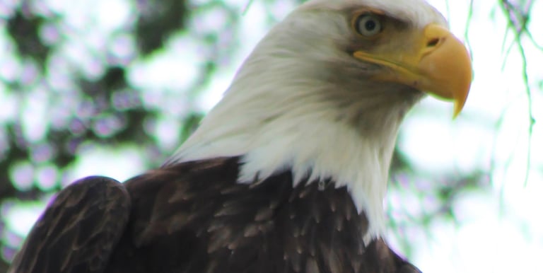a bald eagle sitting on a tree branch