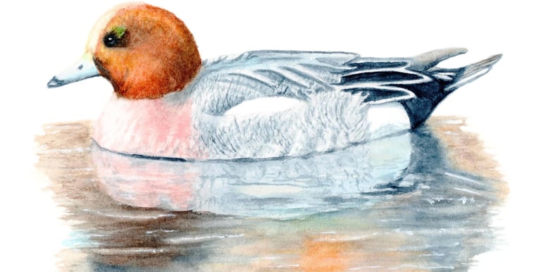 Wigeon Duck, wildlife art