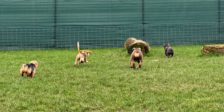 a dog having fun at Birstwith Barkyard harrogate, a doggy daycare for dogs in harrogate