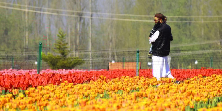 a man standing in the tulips of tulip garden srinagar during his kashmir trip