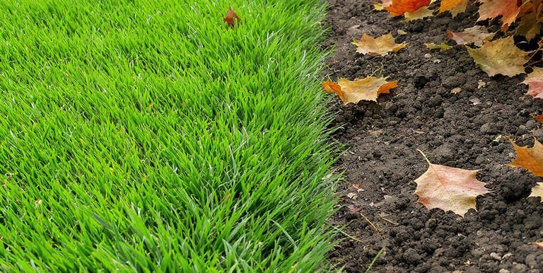 Lawn with leaves in fall