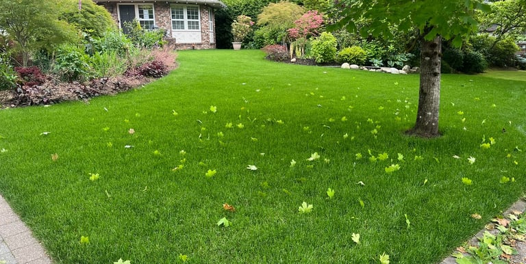 Newly Installed Lawn