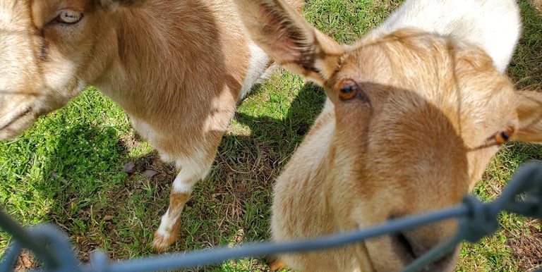 Fainting Goat Breeders in Pennsylvania
