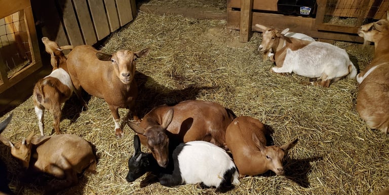 Fainting Goat Breeding Does