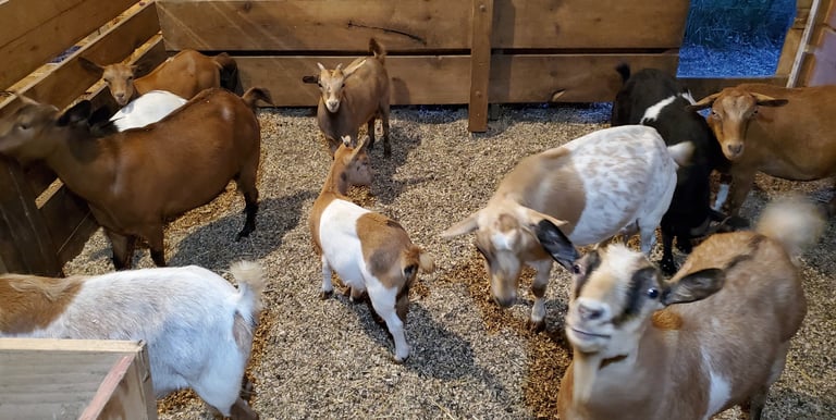 Fainting Goat Breeders