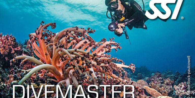 a scuba diver in a dive in the ocean