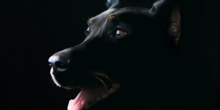 black dog waitng for his PetMaxLIfe Immunity supplement