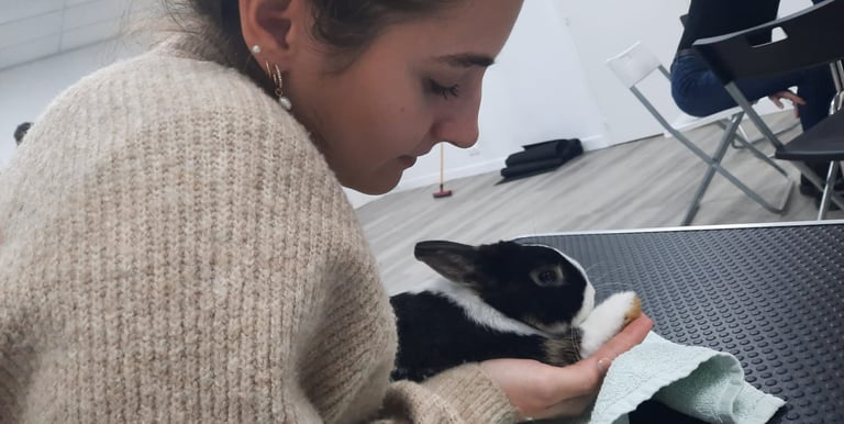 Consultation ostéopathie sur lapin 