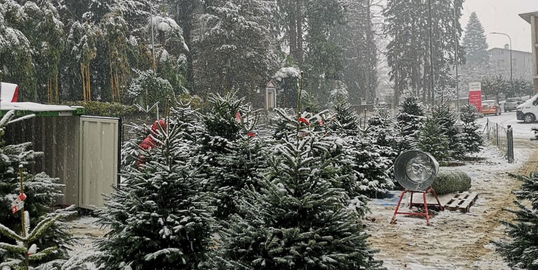 Esposizione alberi di natale innevati