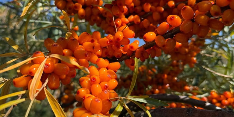 Seabuckthorn U-Pick Edmonton Beaumont Alberta Organic Orchard Konrad