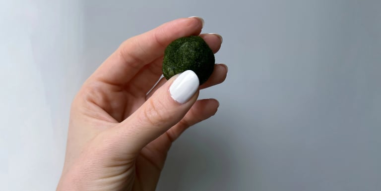 alga marimo in mano