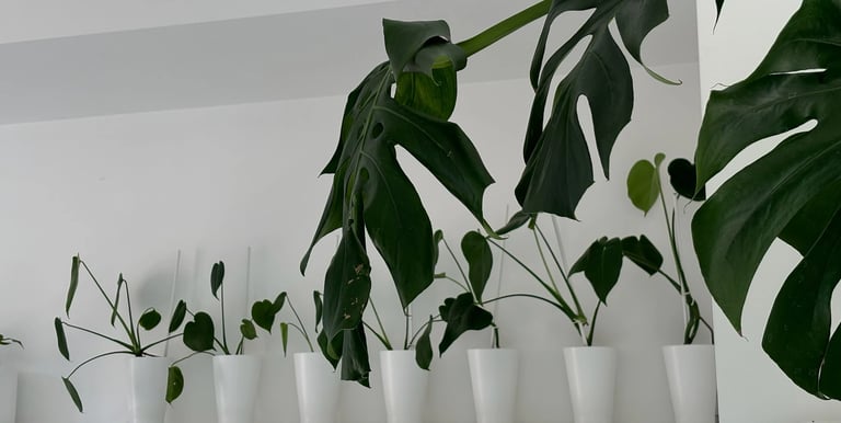 set monstera in vaso