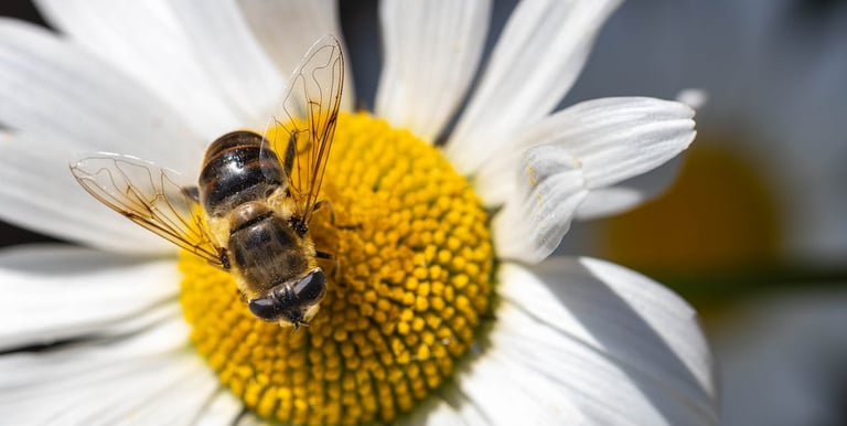 Je suis naturopathe hygiéniste et je propose des consutations à distance dans toute la France