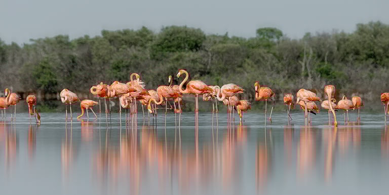 narrativa cultural: a group of flamingos standing in the water
