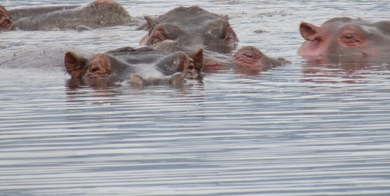a group of hippopopo in Ngorongoro lake available in Ngorongoro Crater