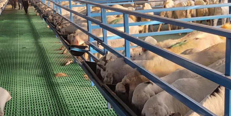 Hi tech goat farm