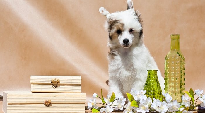 Chinese Crested puppies for sale