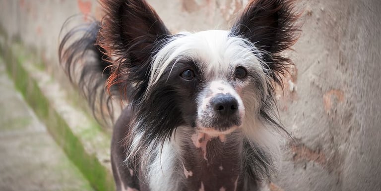 Chinese Crested puppies for sale