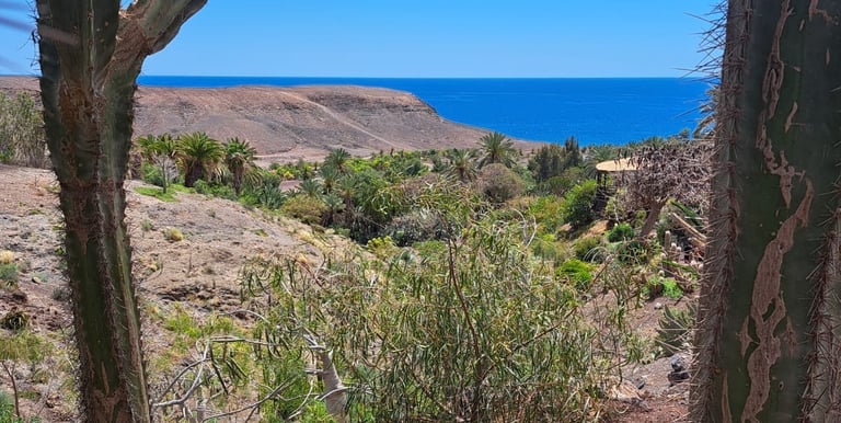 Îles Canaries - Fuerteventura Jardin botanique