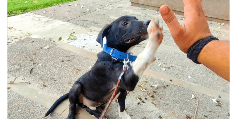 Advanced dog training in gurgaon at gurgaondogtraining.in