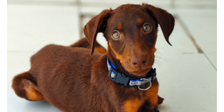 Basic commands, obedience & Descipline dog training in gurgaon by gurgaondogtraining.in