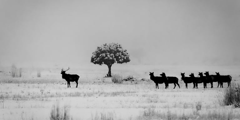 a herd of deers in a field with a tree in the background