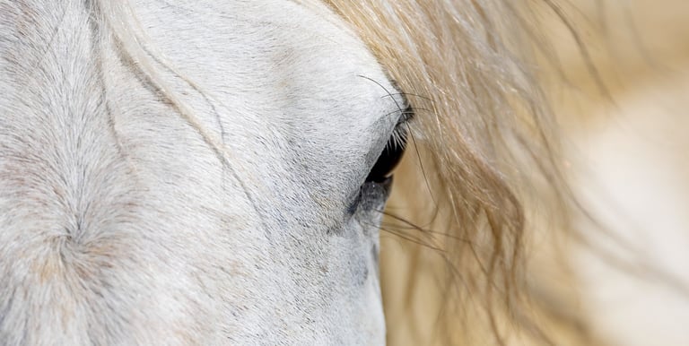 a white horse's eye 