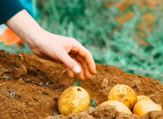 enhanced crop health, natural solution, cuh2o,