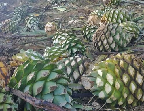 piñas para la elaboracion de mezcal