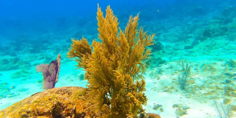 snorkel roatan island