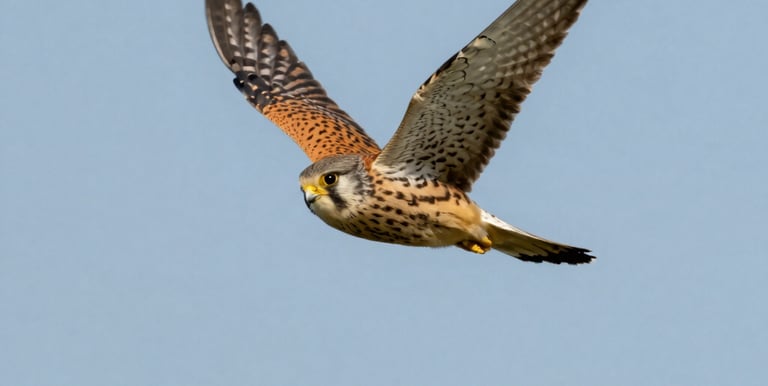 Kestrel flying over the Old Brickfield