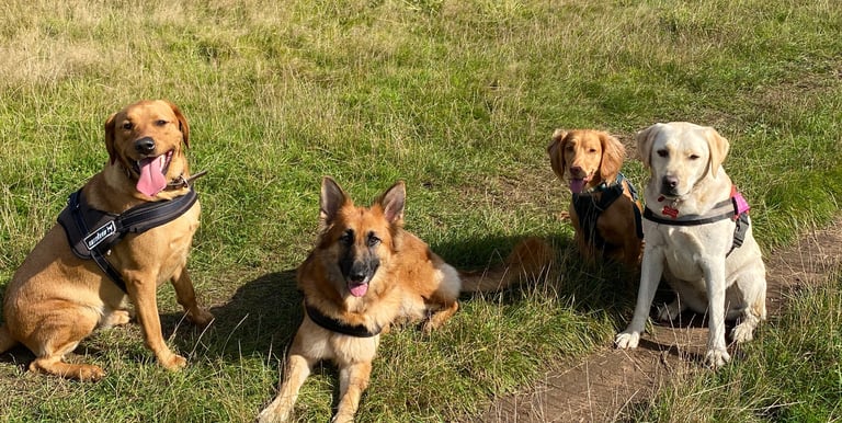 Group of four dogs — a Labrador, German Shepherd, and two gundog breeds — sitting calmly on a countryside field during a walk