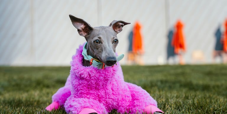 Un pequeño galgo italiano gris que lleva un suéter de forro polar peludito de color rosa intenso