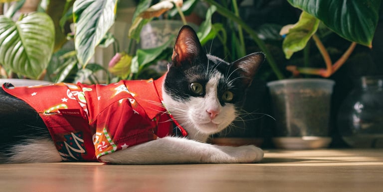Un gato tipo esmoquin blanco y negro, que lleva una camisa roja estampada