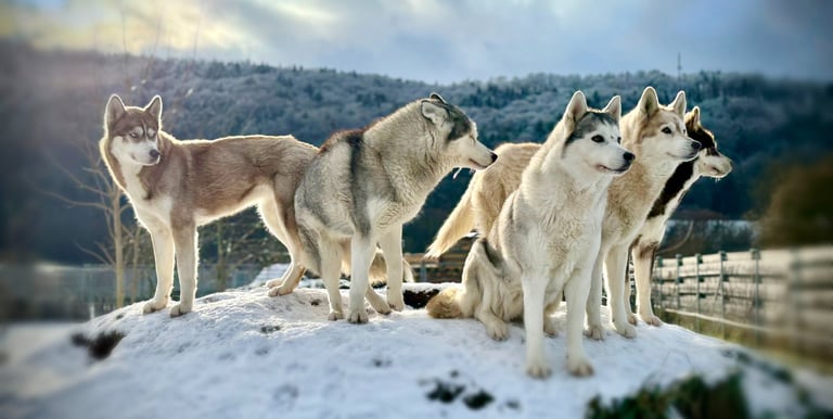 Ein Huskyrudel der Huskyzucht of Snow Wolf Valley in Dietfurt in Bayern entspannt im Schnee