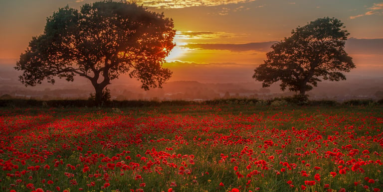 Coucher de soleil sur un champ de coquelicots évoquant la détente et le bien-être en sophrologie