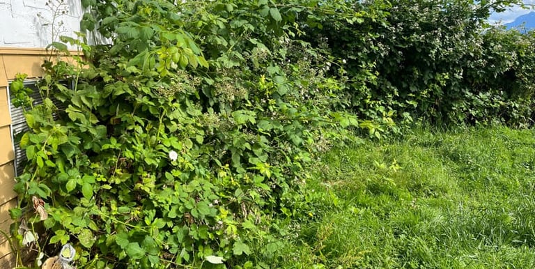 Blackbery removal in maple ridge before