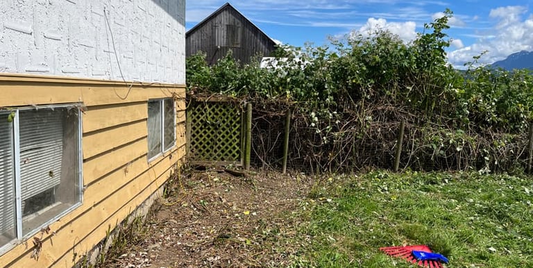 Blackbery removal in maple ridge. After