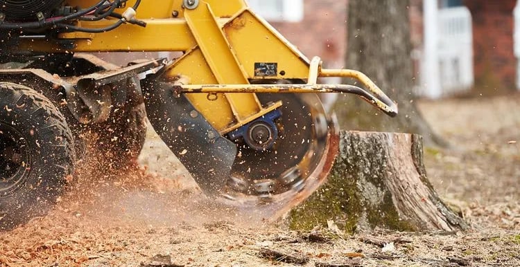 stump grinding services in covington
