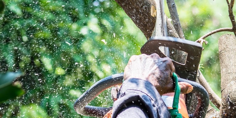 tree trimming services near me 