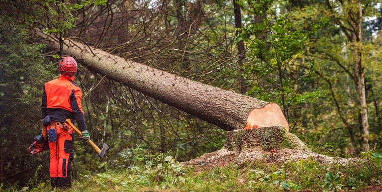 Tree removal services in Mississippi 