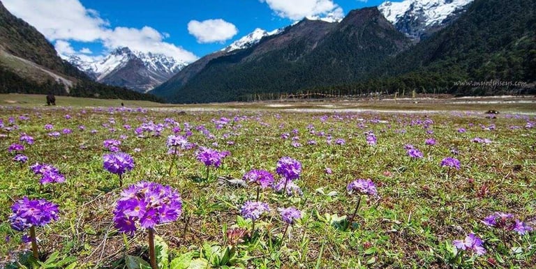 LACHUNG HOMESTAY