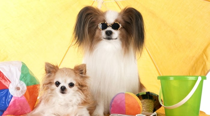 Dos perritos en la playa
