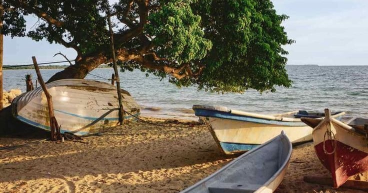Traditional wooden fishing boats resting on a tropical sandy beach under the shade of a lush green tree at sunset.